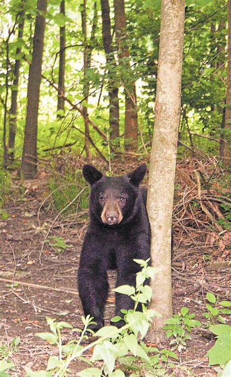 Ohio News Roundup More Mystery On Drug Suspect Bp And Ohio Pension Funds Black Bear Snagged