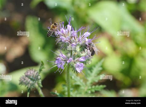 Honey Bee Apis Mellifera Pollinating Flowers Of Lacy Phacelia Blue