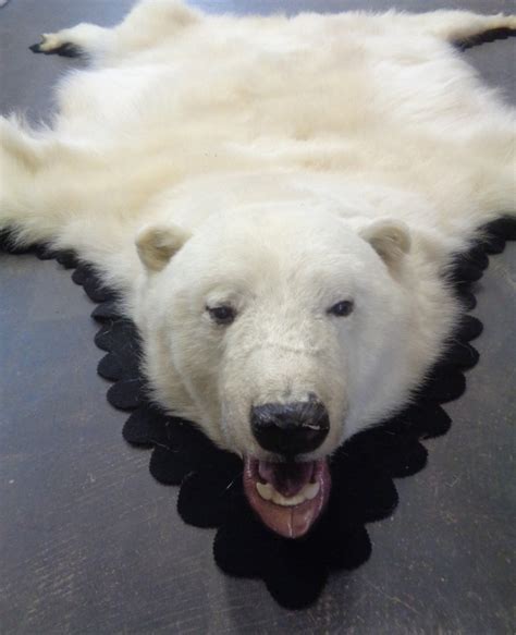 Polar Bear Fur