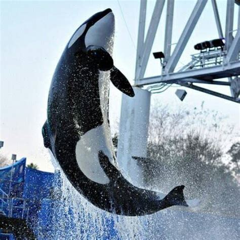 These Are The Last Orcas To Ever Live In SeaWorld Tanks