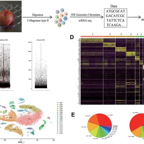 Scrna Seq Reveals The Cell Populations Of The Human Femoral Head A