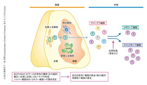 T細胞の老化と免疫老化 ライフサイエンス 領域統合レビュー