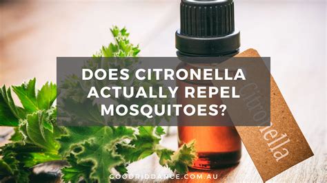 Does Citronella Actually Repel Mosquitoes Good Riddance