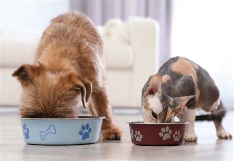 Stop Cats From Eating Dog Food Use 5 Tips To Control Access