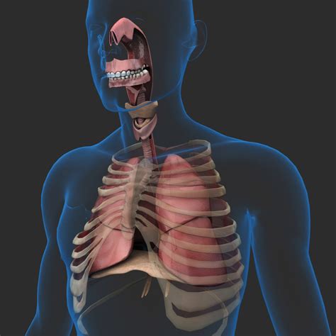 Human Respiratory System 3d Model