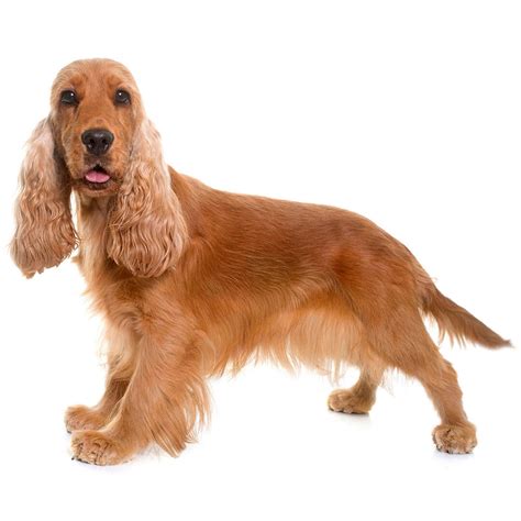 What Is The Difference Between English Cocker Spaniel And American