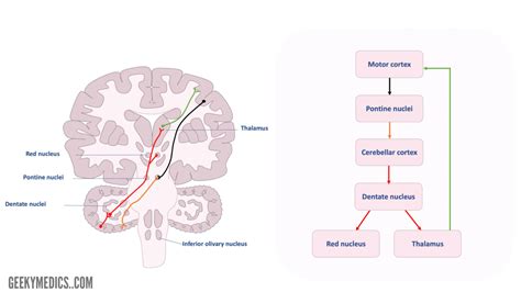 Cerebellum Anatomy Functions Pathways Geeky Medics