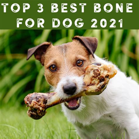 What Are The Best Bones For Dogs Teeth