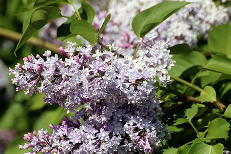 Syringa Vulgaris Lilac Pale Free Photo On Pixabay Pixabay