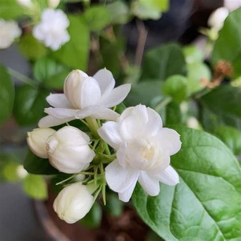 2 Jasmine Plants Indoor Live, Live Blooming Jasmine Plant, 4 to 7 Inc ...