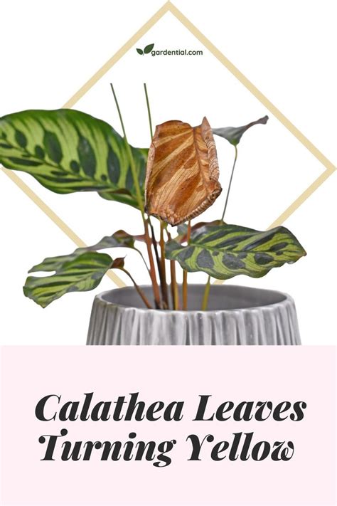 Calathea Leaves Turning Yellow Gardential