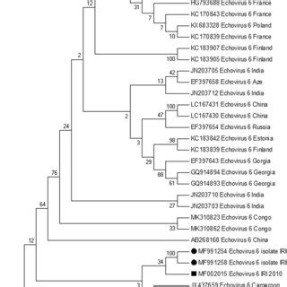 Phylogenetic Analysis Based On The Partial VP1 Nucleotide Sequences Of