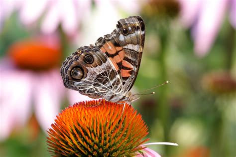 Turn Your Yard Into an Insect Migration Stop