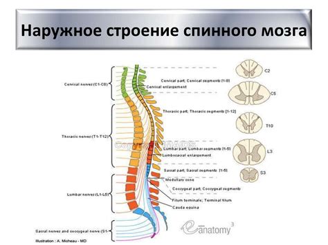 Анатомия и физиология спинного мозга - презентация онлайн