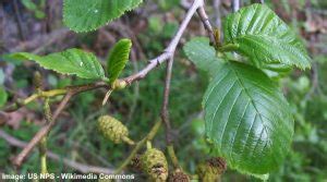 Alder Trees Leaves Bark Flowers Cones Identification Pictures