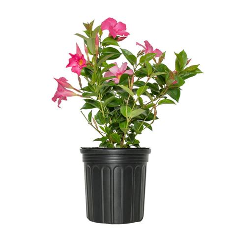 25 Quart Dipladenia Diamantina Opal Pink Live Shrub With Full Sun 1