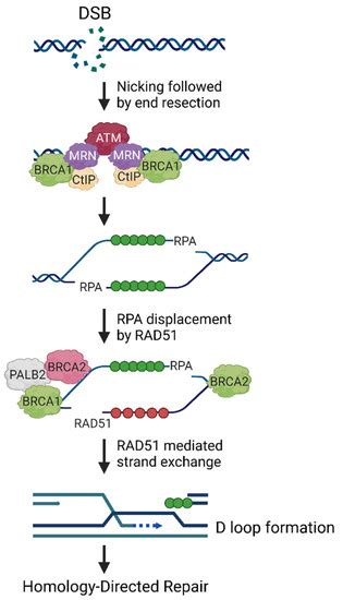 Cancers Free Full Text BRCA1 And Metastasis Outcome Of Defective