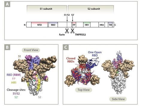 Implications Of The Mutations In The Spike Protein Of The Omicron