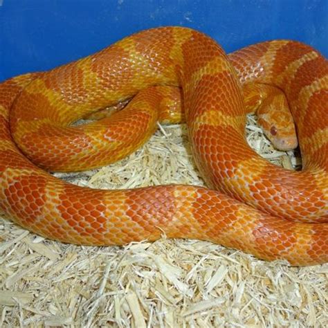 Fire Blood Red Corn Snake Adult Male