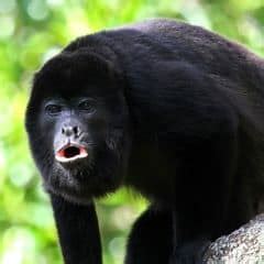 Black Howler monkey Characteristics | Alouatta caraya Diet & Facts