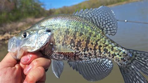 CRAPPIE FISHING WITH SLIP BOBBERS In The SPRING YouTube