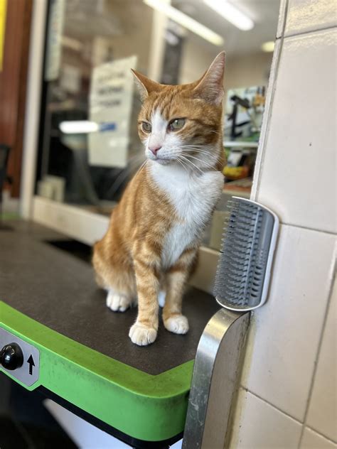 George The Stourbridge Junction Station Cat On Twitter Good Morning