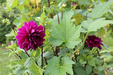 Planting Dahlias In Your Vegetable Garden Longfield Gardens