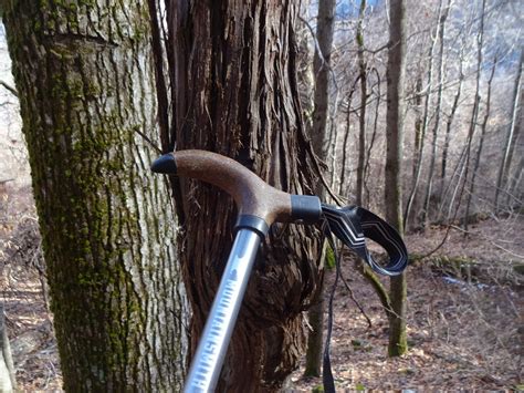 giant grapevine catskill forest association