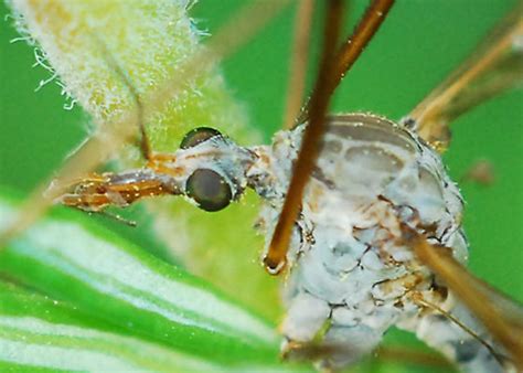 Crane Fly Tipula Sp