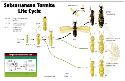 termite life cycle diagram - Susy Mcarthur