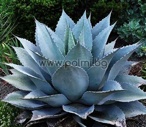 Agave ovatifolia, Whale's Tongue Agave, ovatifolia from Botanical ...