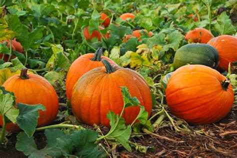 Como Cultivar Calabazas Trucos De Jardineria