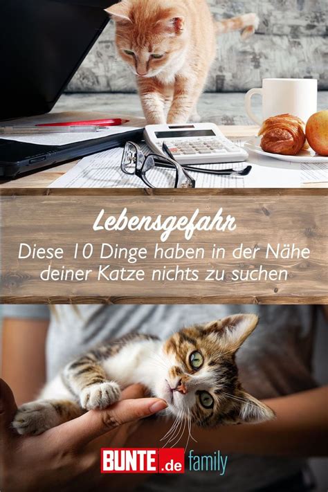 Katzen Sicherheit T Dliche Fallen Im Haus Bedrohen Deine Mieze Cats