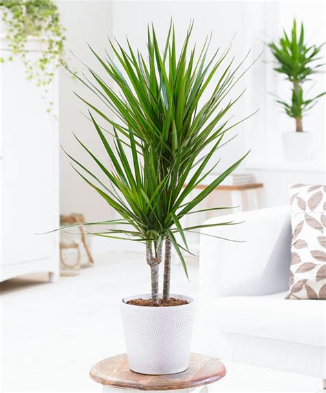 Dracaena Marginata Low Light House Plants Dracena Plant Indoor Plants