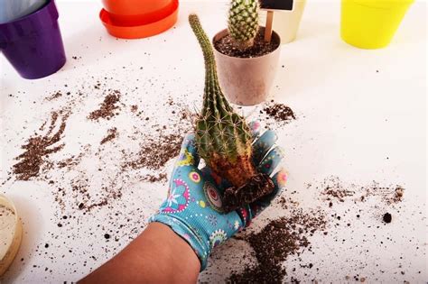 How To Grow A Cactus From Seeds The Indoor Gardens