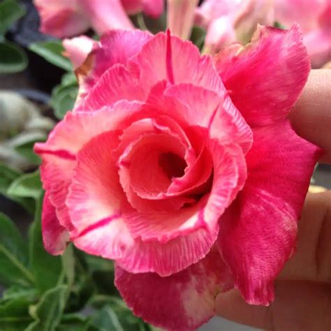 Adenium Desert Rose Fuji Lava Tropics Home