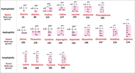 Hydrophobic And Hydrophilic Amino Acids