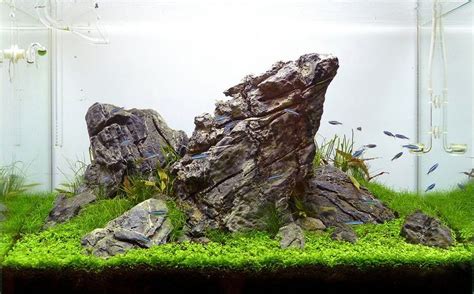 A Fantastic L Nature Iwagumi Aquarium By Attila Varga Aka Attibva