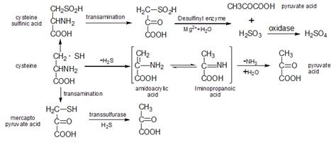 L Cysteine 52 90 4