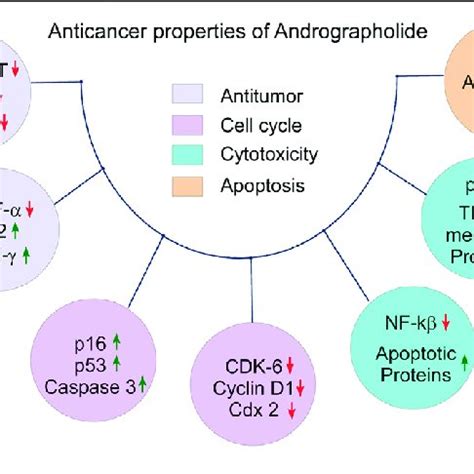 The Anticancer Properties Of Andrographolide Tumor Suppressing