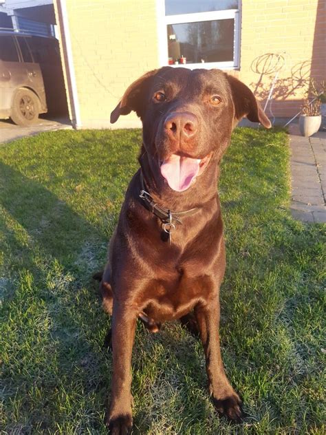 Brun Labrador Dbadk Køb Og Salg Af Nyt Og Brugt