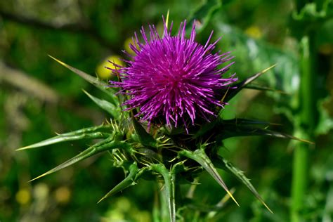 7 Ways Milk Thistle Supports Liver Health Cnm College Of Naturopathic