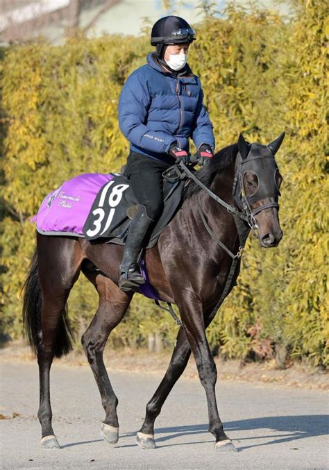 【pog】ヴィンセドリス好仕上がり G1・2勝ヴィブロス初子競馬・レースデイリースポーツ Online