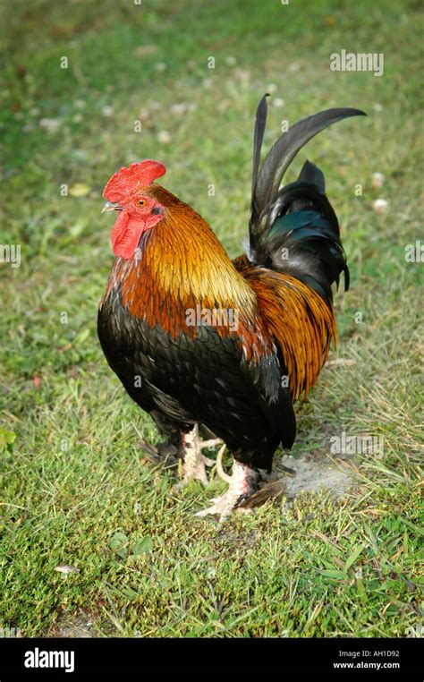 Chicken Rooster Farm Animals Stock Photo - Alamy