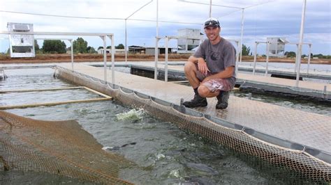 Fish Farming Takes Off In Murrumbidgee As Restaurants Get A Taste For