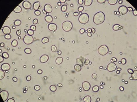 teknologi Farmasi: Amylum