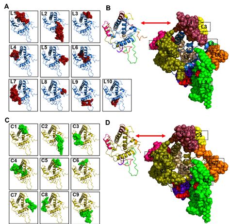 Predicted Linear And Conformational B Cell Epitopes And Their Position