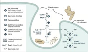 Respiratory Burst Activity How To Measure Bioquochem