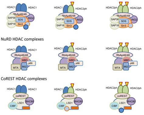 激动剂抑制剂全推荐——hdac 抑制剂 爱必信（上海）生物科技有限公司