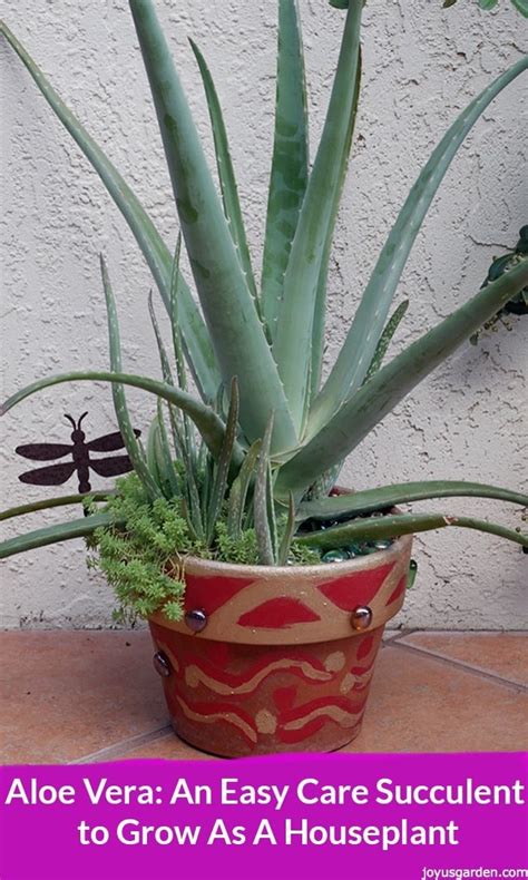 Is Aloe Vera Plant A Succulent Back Gardener